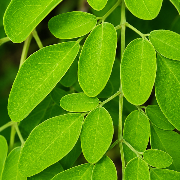 Dong Quai Extract